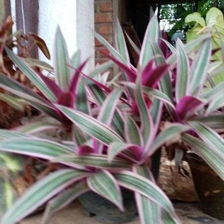 Nimsara Homestay Ella Ngoại thất bức ảnh