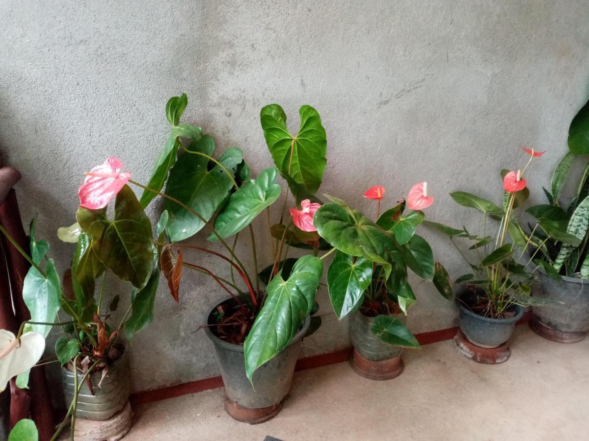 Nimsara Homestay Ella Ngoại thất bức ảnh